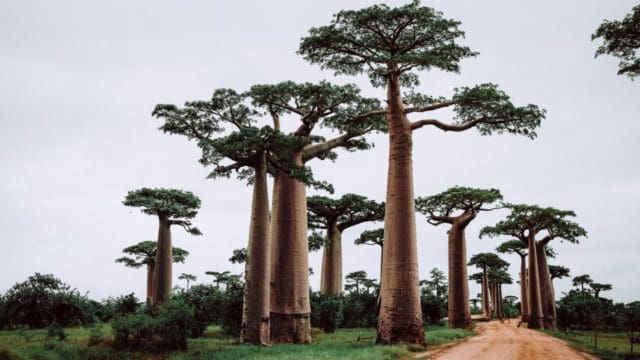 The Advent of Data Privacy and Protection in Madagascar