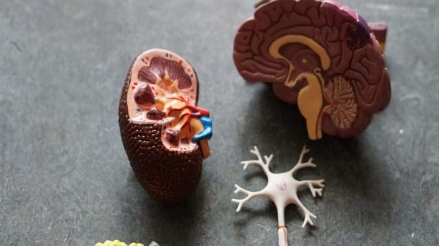 RNA, IA y la función del cerebro humano